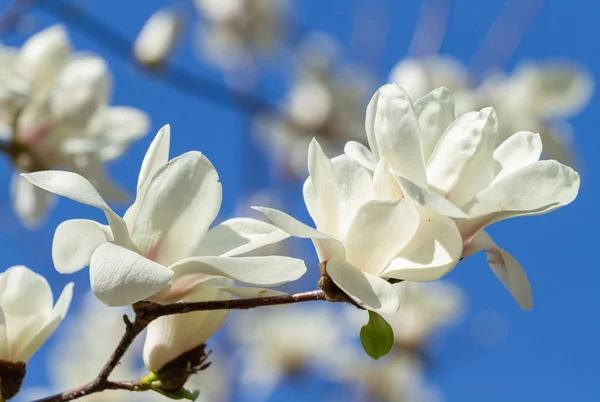 Weiße Magnolie blühte — Stockfoto