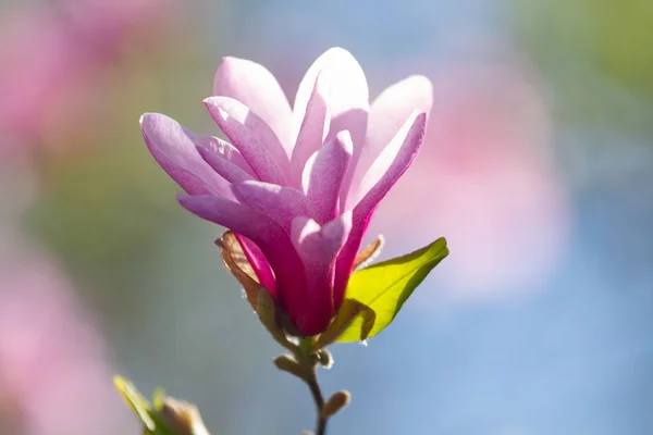 La magnolia rosa sbocciò — Foto Stock