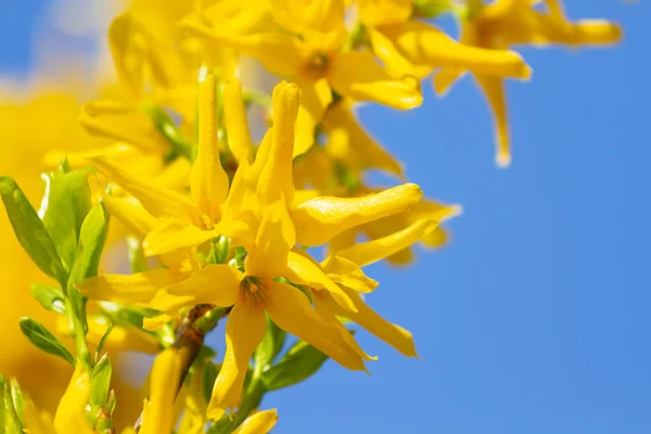 Flores de Forsythia floresceram — Fotografia de Stock