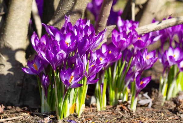 Crochi viola tenero fiorito — Foto Stock