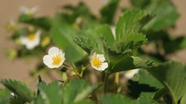 Baharda bir fidanlıkta çilek çiçekleri açtı.