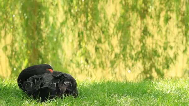 Schwarzer Junger Schwan Putzt Federn Gras — Stockvideo