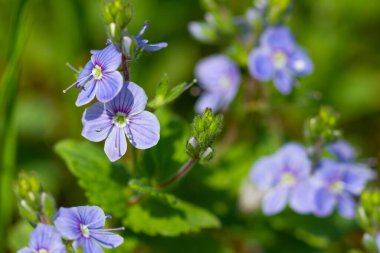 Blue buttercups flowers 