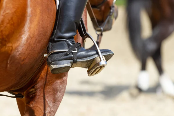 Выездная лошадь и всадник — стоковое фото