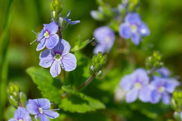 Sininen leinikki kukat — kuvapankkivalokuva