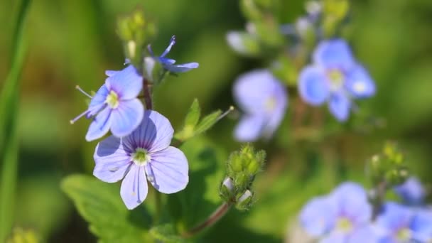 Flores Mariposas Azules Sobre Fondo Verde Natural — Vídeos de Stock