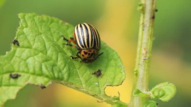 Colorado  beetle eats potato leaf in close-up