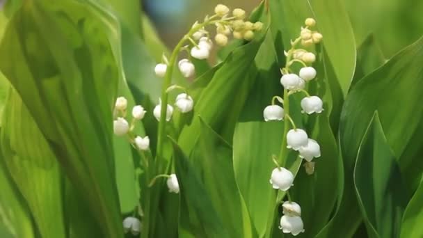 Lirios Del Valle Florecieron Primavera Hojas Verdes — Vídeos de Stock