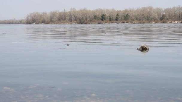 Puszczanie Kaczek Powierzchni Wody — Wideo stockowe