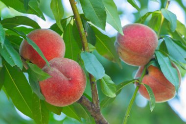 Kırmızı olgun şeftali 