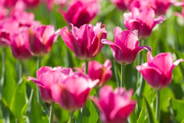 绽放的粉色郁金香 美丽的春光背景 — 图库照片