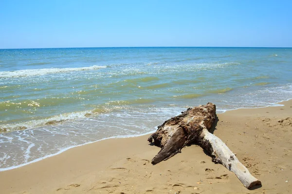 Boom Het Zand Aan Zwarte Zee Odessa Regio Oekraïne — Stockfoto