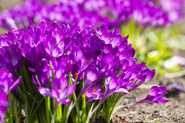 Background Purple Flowers Crocuses Bloomed Spring Park — Stock Photo, Image