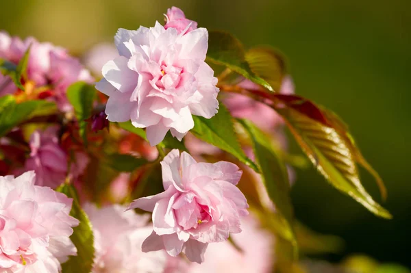 Sakura Λουλούδια Άνθισε Ένα Δέντρο Την Άνοιξη — Φωτογραφία Αρχείου
