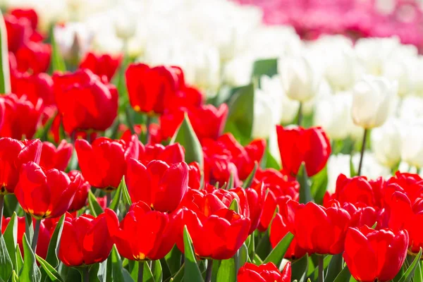 Природний Фон Червоно Білих Тюльпанів Весняному Парку — стокове фото