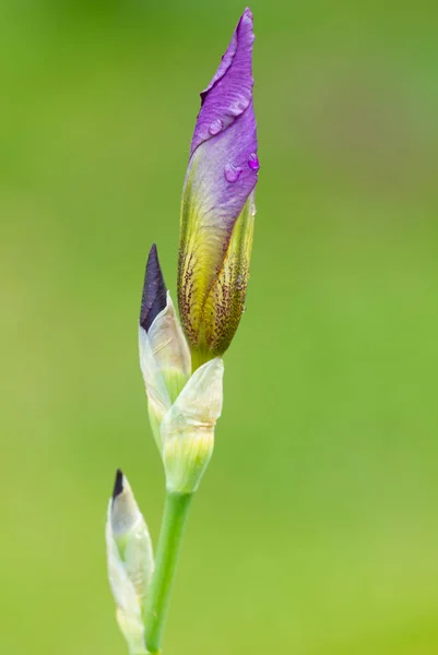 Stängt Knopp Iris Blomma Dagg Naturlig Backgroun — Stockfoto
