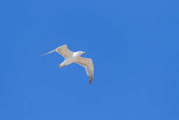 White Seagull Flies Background Blue Sky — Stock Photo, Image
