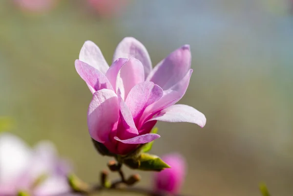 Pink Magnolia Bloomed Spring Sunshine — Stock Photo, Image