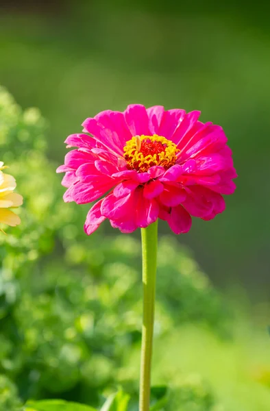 Dahlia Pink Flower Bloomed Spring Garden — Stock Photo, Image