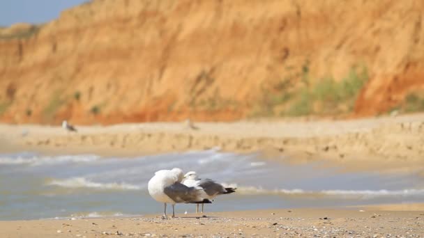 Måsar Rengör Fjädrar Vid Havet Odessa Regionen — Stockvideo