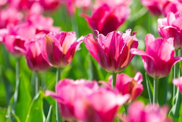 精致的粉红郁金香美丽的春光背景 — 图库照片