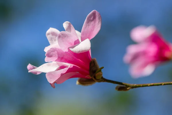蓝天背景下的粉红绽放的木兰花 — 图库照片
