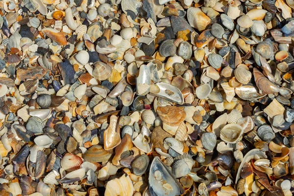 Sfondo Naturale Conchiglie Sulla Riva Del Mare — Foto Stock