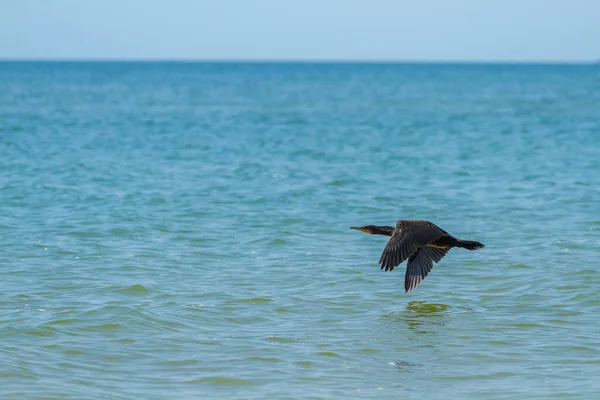 Zwarte Aalscholver Vliegt Een Achtergrond Van Blauwe Zee — Stockfoto