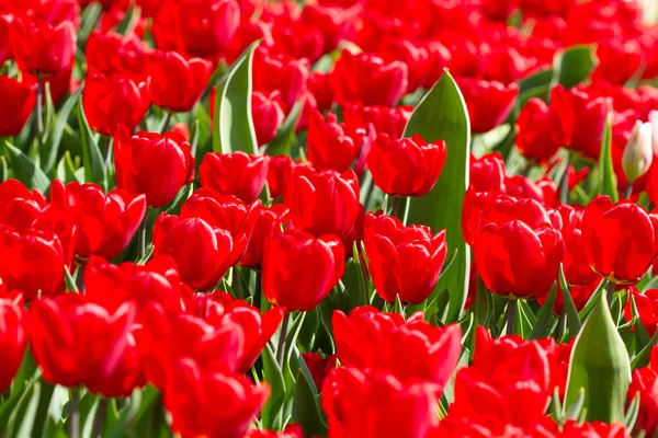 Heldere Rode Tulpen Het Voorjaar Achtergrond — Stockfoto