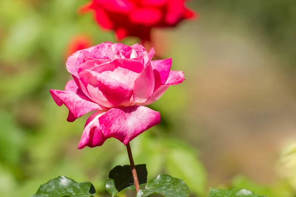 Rosa Vermelha Floresceu Parque Verão — Fotografia de Stock