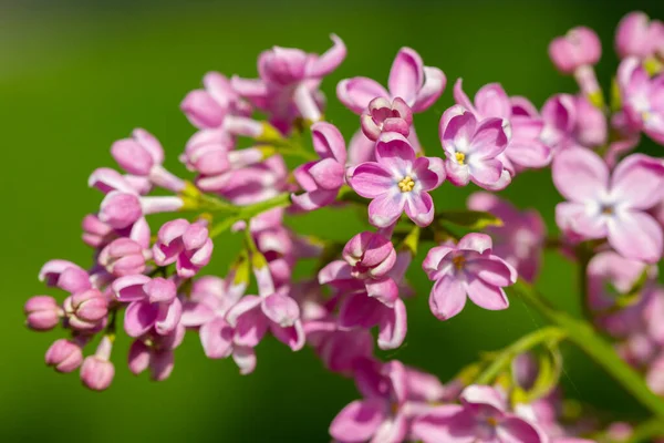 Closeup Flores Lilás Floresceu Primavera — Fotografia de Stock