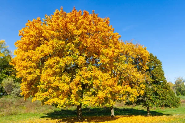 Жовті Кленові Дерева Восени Тлі Блакитного Неба Ліцензійні Стокові Фото