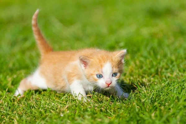 Mały Czerwony Kotek Robi Pierwsze Kroki Zielonej Trawie — Zdjęcie stockowe