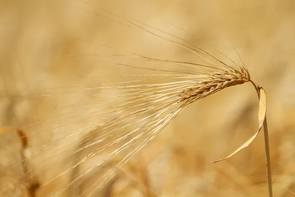 Macro Orelha Trigo Maduro Fundo Campo — Fotografia de Stock