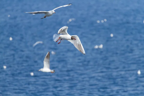 Sea gulls flying against the blue sea