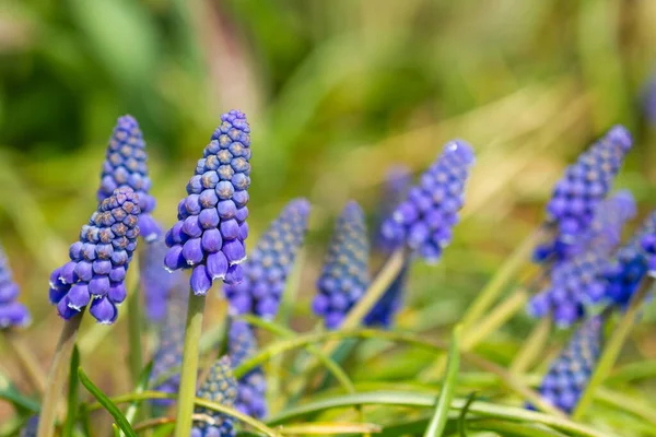Beautiful Spring Background Blooming Muscari Flowers — Stock Photo, Image