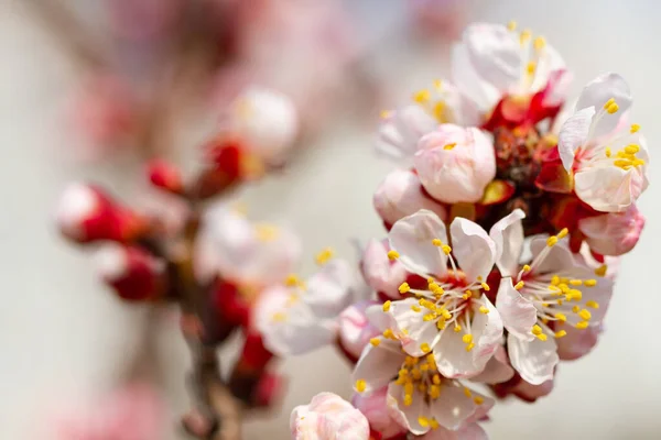 Rosa Blühende Aprikosenblüten Auf Einem Baum Frühling — Stockfoto