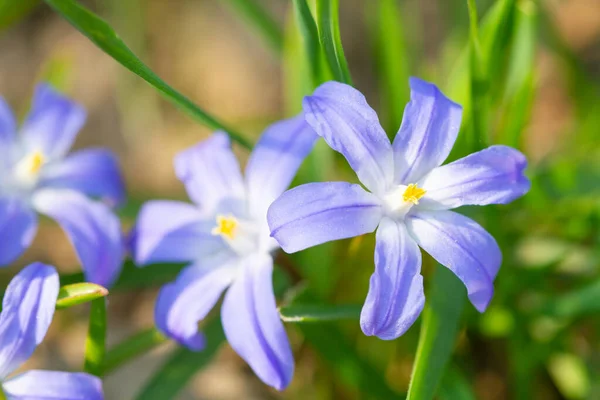 Rsta Ren Blã Blommor Blommade Trã Dgã Rden — Stockfoto