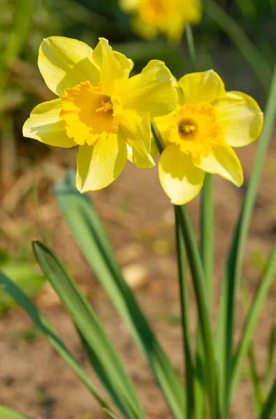 Narcisos Amarelos Floresceram Jardim Primavera — Fotografia de Stock