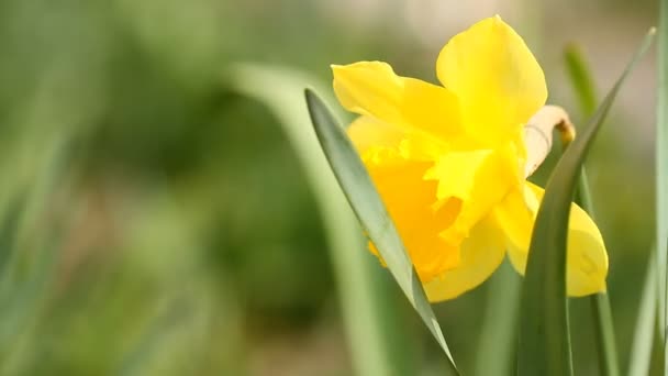 Narcisos Amarelos Floresceram Jardim Primavera — Vídeo de Stock