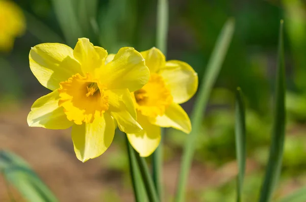 Narciso Amarelo Floresceu Jardim Primavera Imagens Royalty-Free