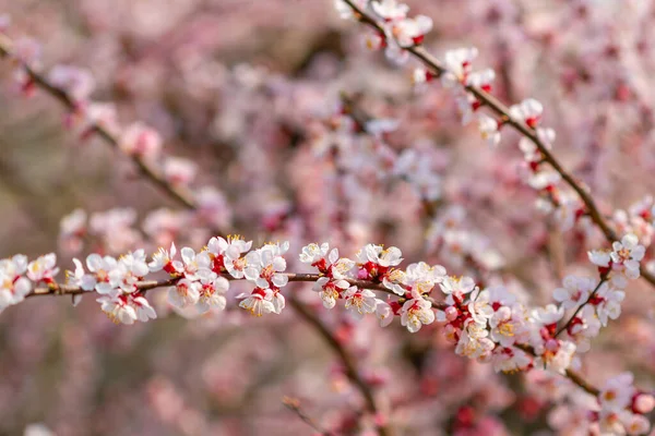 Schöner Frühlingshintergrund Aus Blühenden Kirschbäumen — Stockfoto