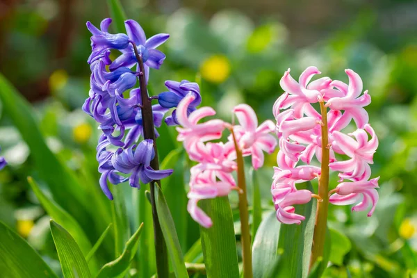 Beautiful Violet Pink Hyacinth Flowers Bloomed Spring Time — Stock Photo, Image