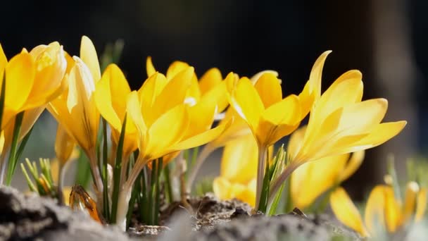 Yellow crocuses bloomed in the spring sunshine — Stock Footage Yellow Crocuses Bloomed Spring Sunshine Royalty Free Stock Video