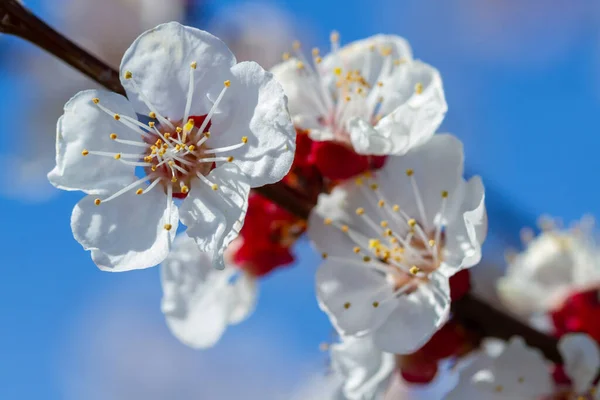Kvetoucí Květiny Meruňkovém Stromě Makru — Stock fotografie