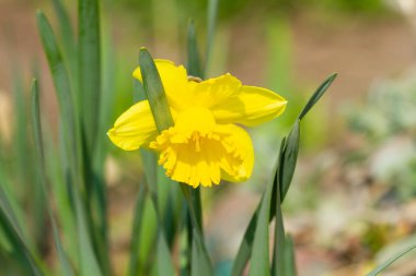Bahar parkında yalnız sarı nergis
