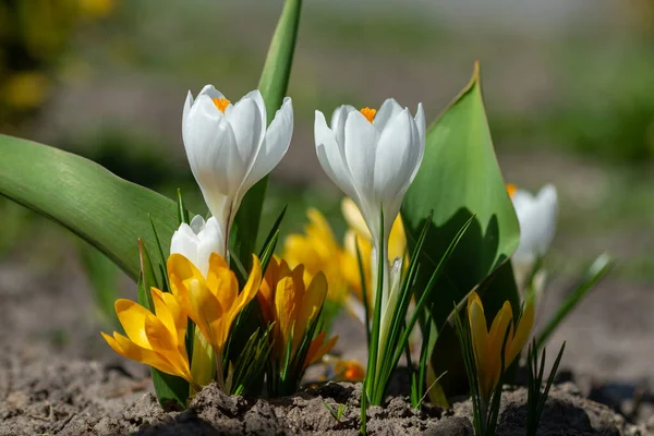 Crocos Brancos Amarelos Floresceram Primavera — Fotografia de Stock