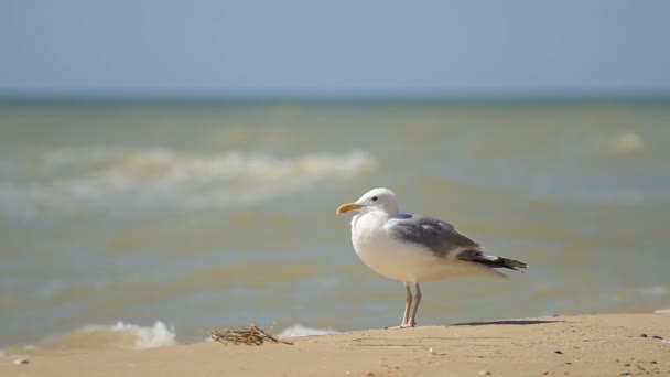 Gaivota Fica Uma Pata Mar — Vídeo de Stock