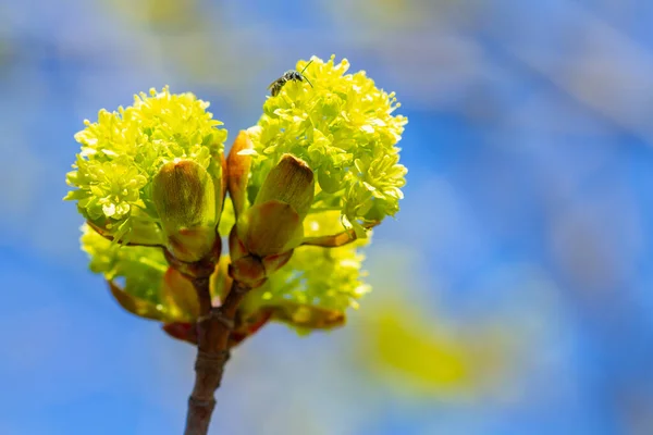Macro Botões Primavera Árvore Bordo Contra Céu Azul — Fotografia de Stock