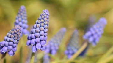 Violet Muscari çiçekleri ilkbaharda çiçek açar.